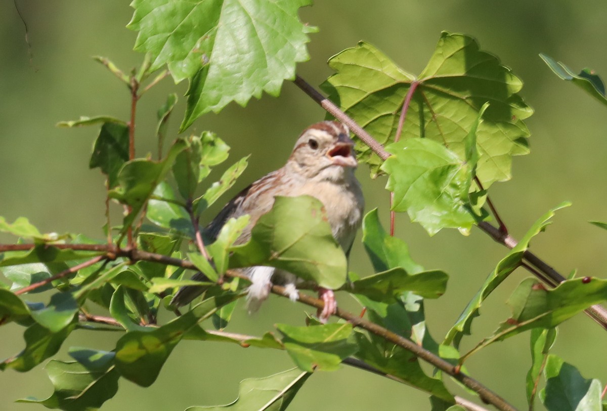 Bachman's Sparrow - ML595901761