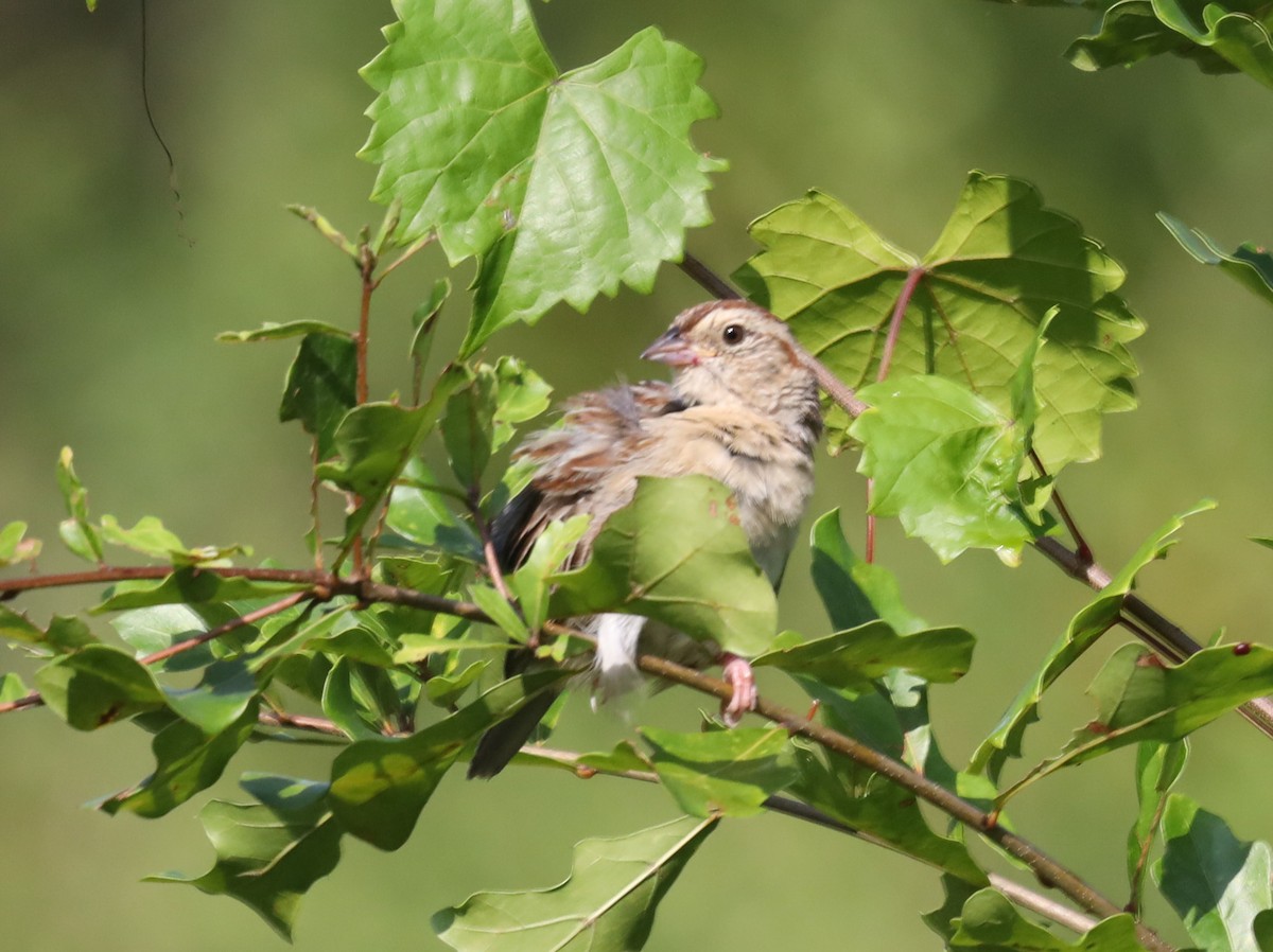 Bachman's Sparrow - ML595901891