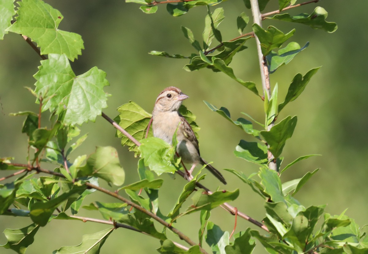 Bachman's Sparrow - ML595901931