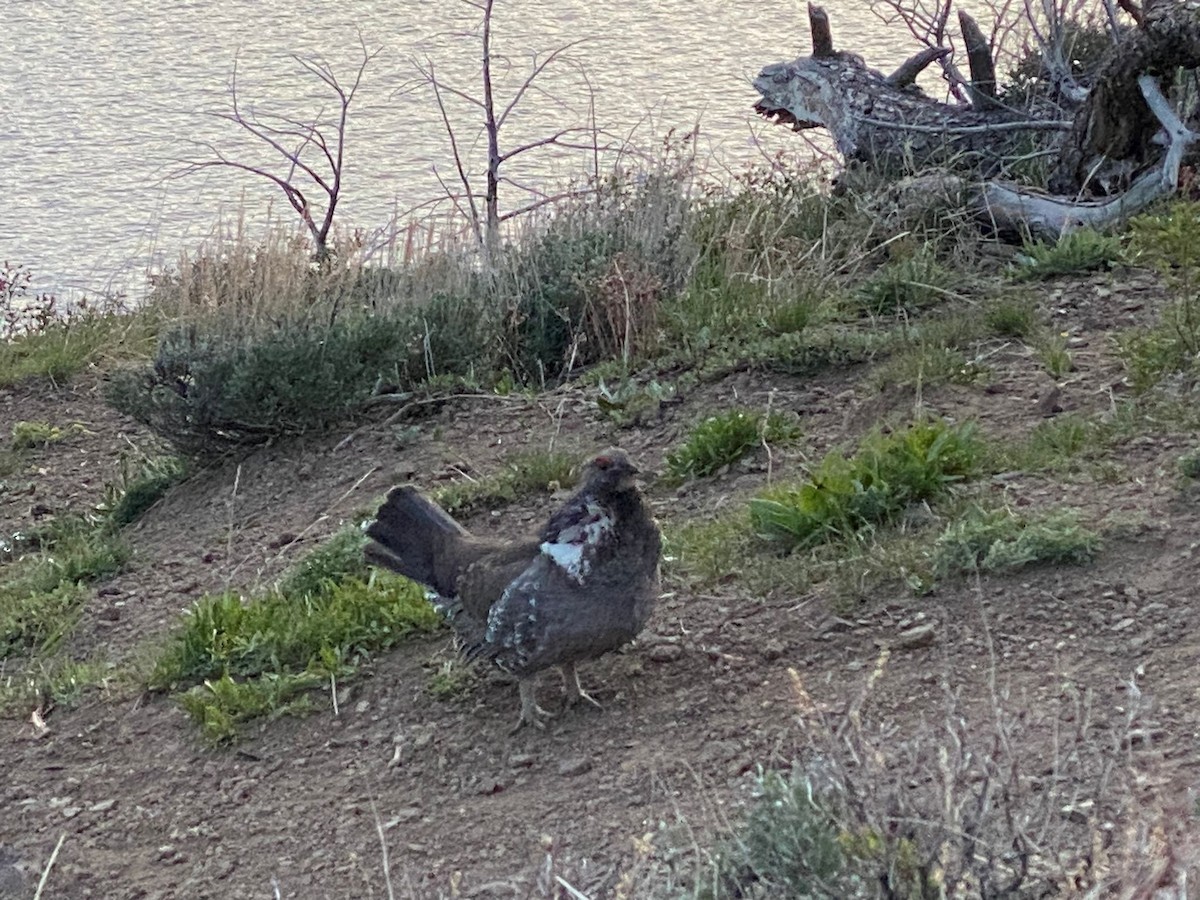 Dusky Grouse - ML595901971