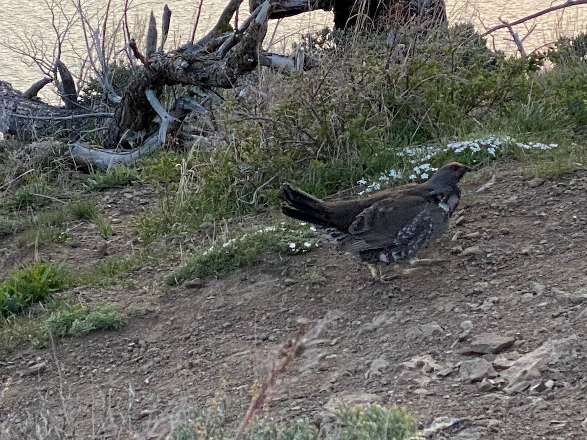 Dusky Grouse - ML595901991