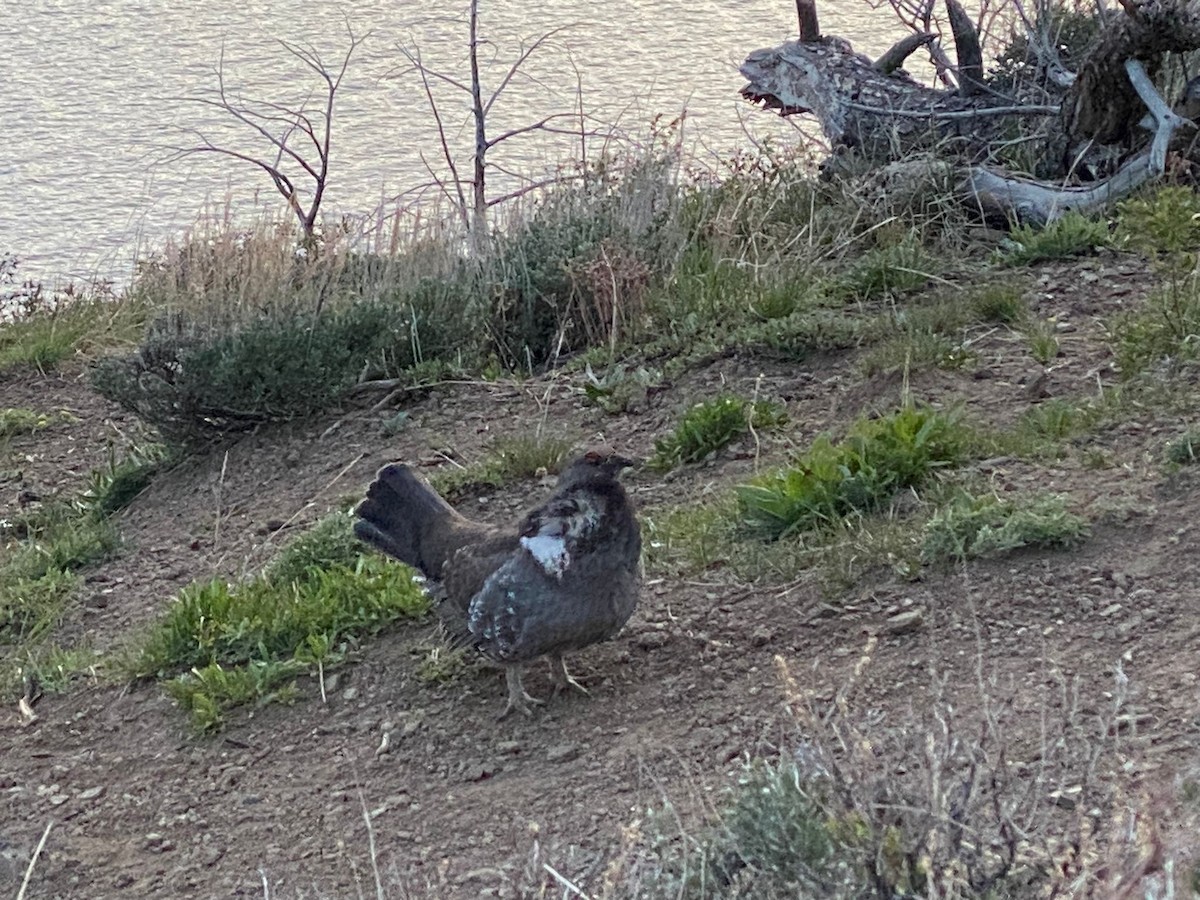 Dusky Grouse - ML595902011