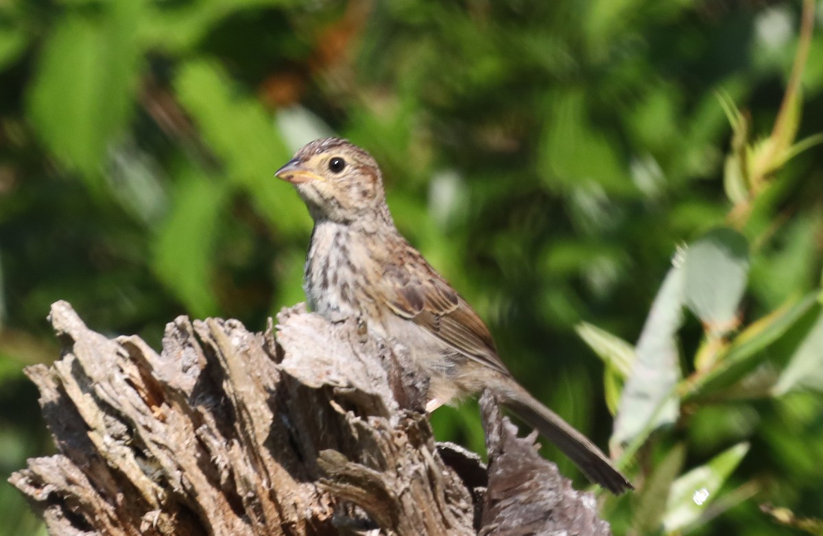 Bachman's Sparrow - ML595902051