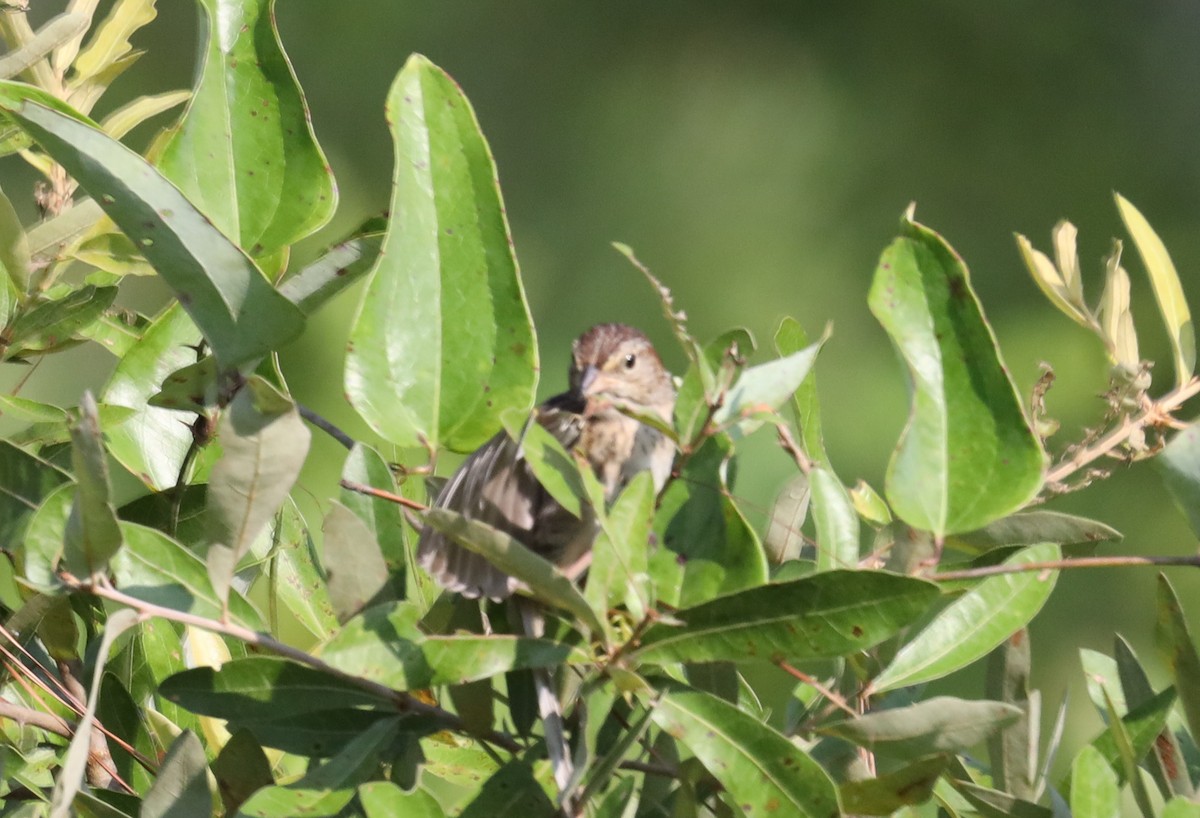 Bachman's Sparrow - ML595902071