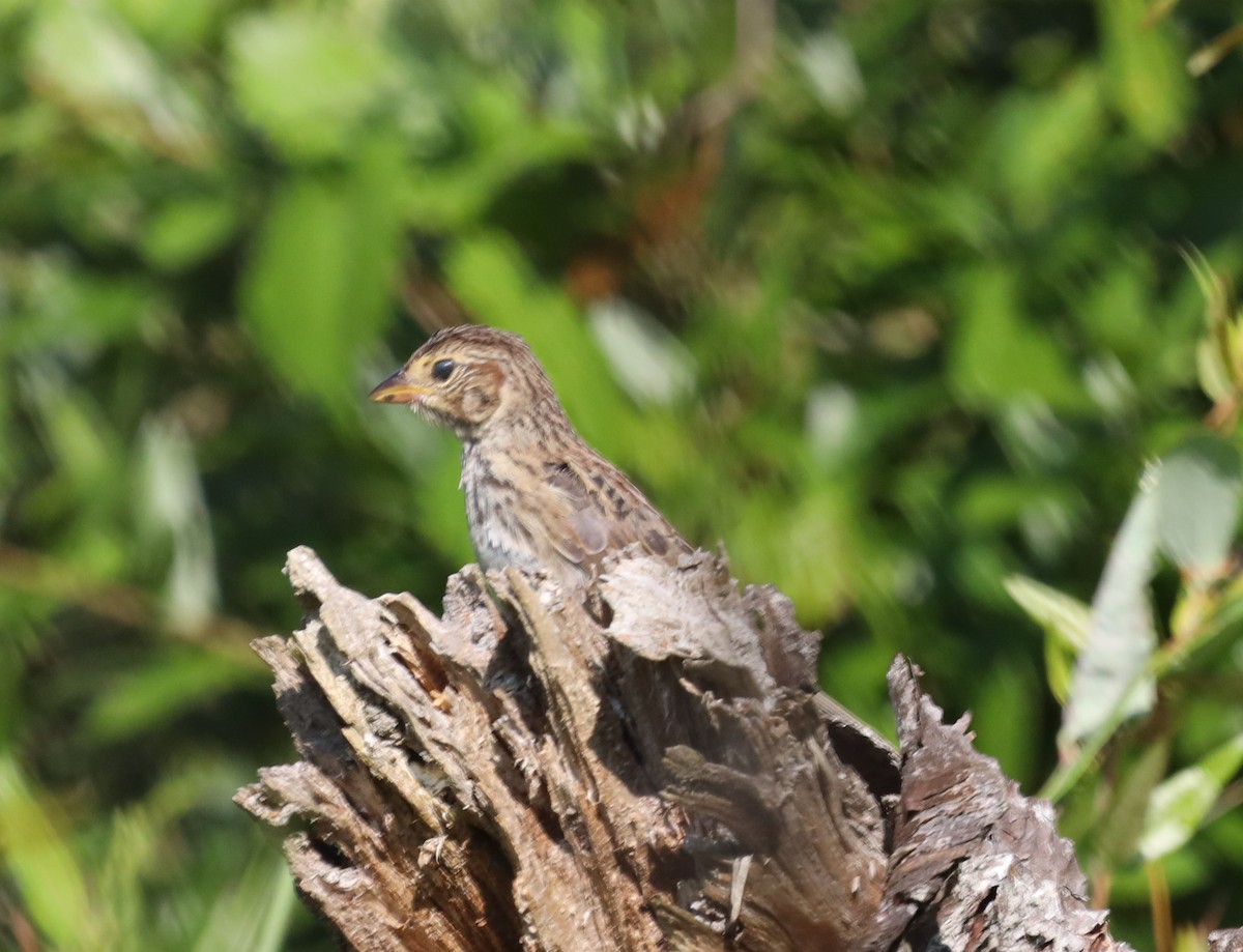 Bachman's Sparrow - ML595902081