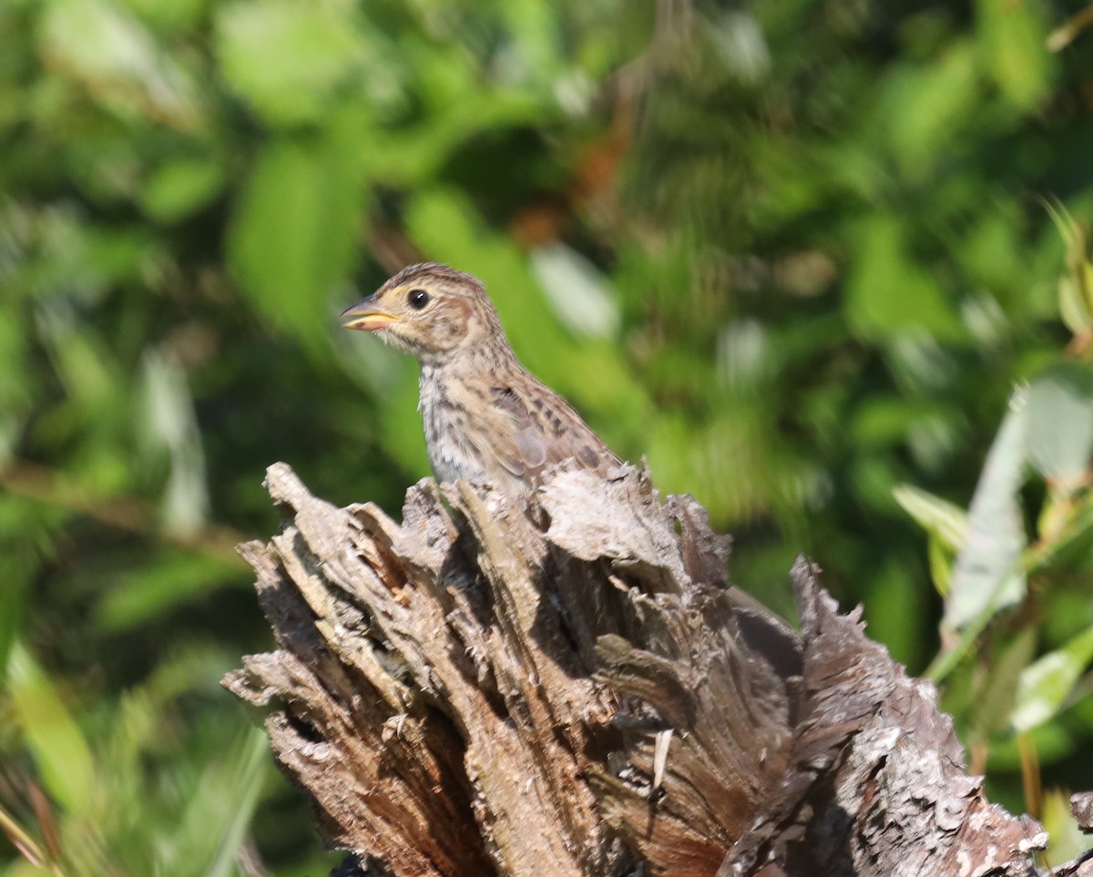 Bachman's Sparrow - ML595902111