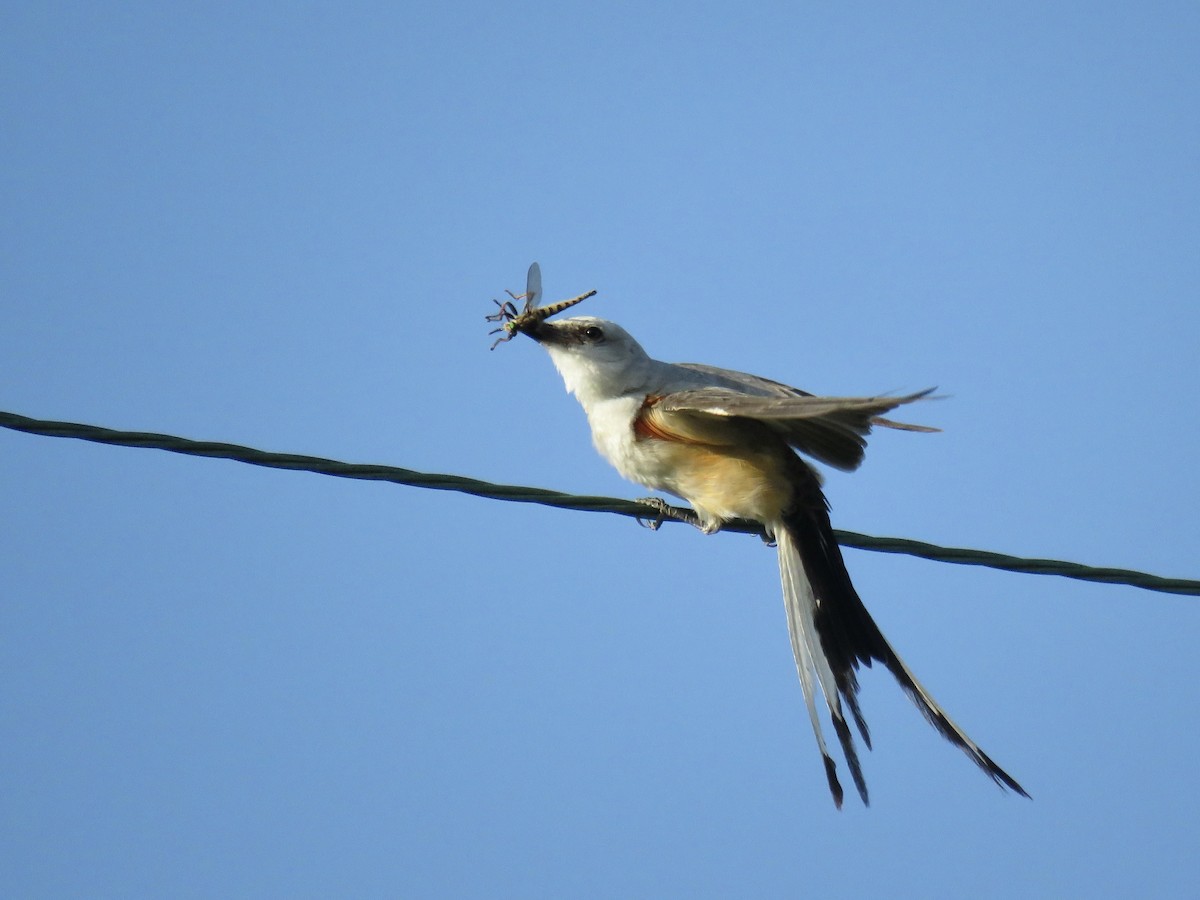 Scissor-tailed Flycatcher - ML595902391