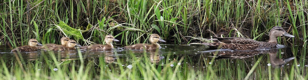 American Black Duck - ML59590271