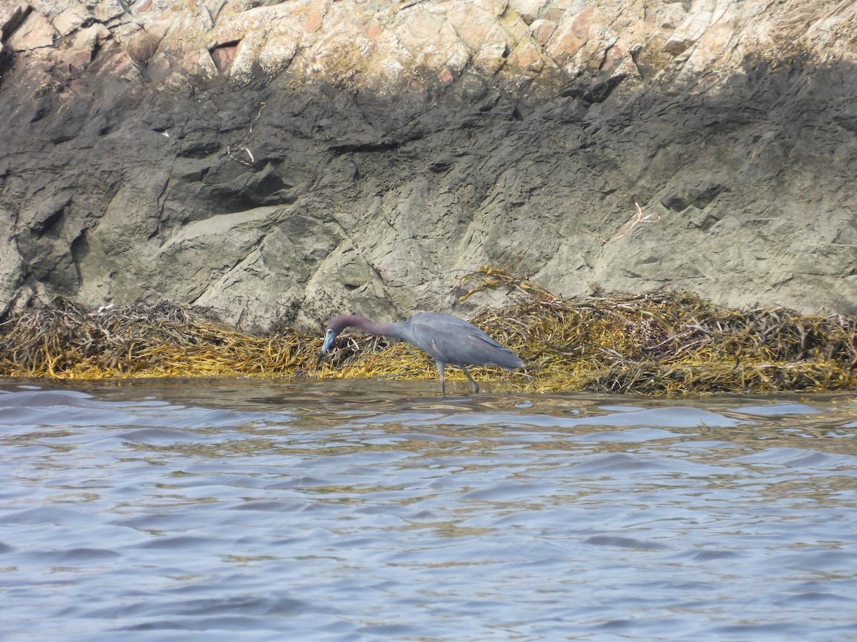 Little Blue Heron - ML595903801