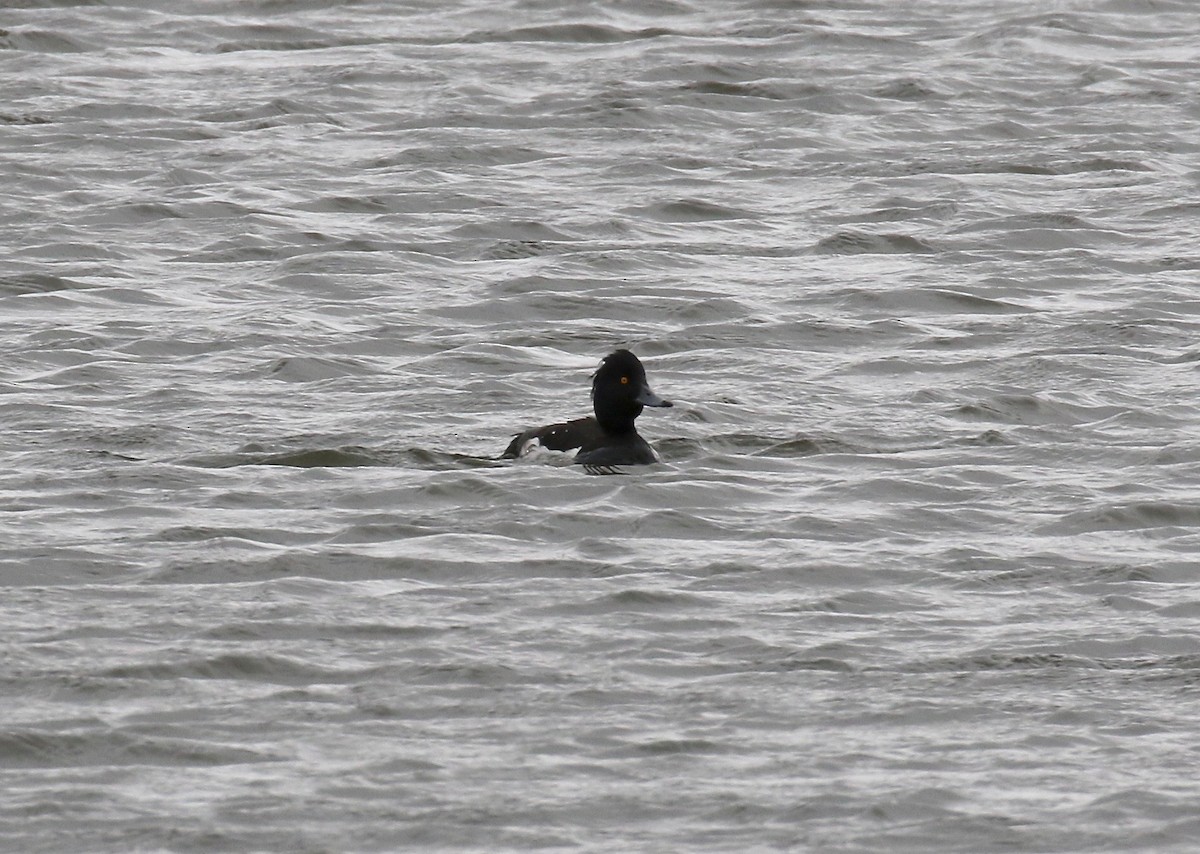 Tufted Duck - ML595904931