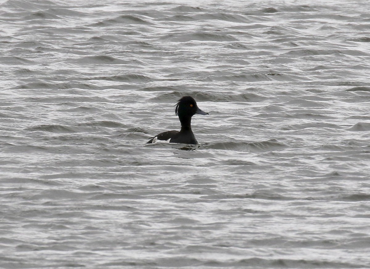 Tufted Duck - ML595904941