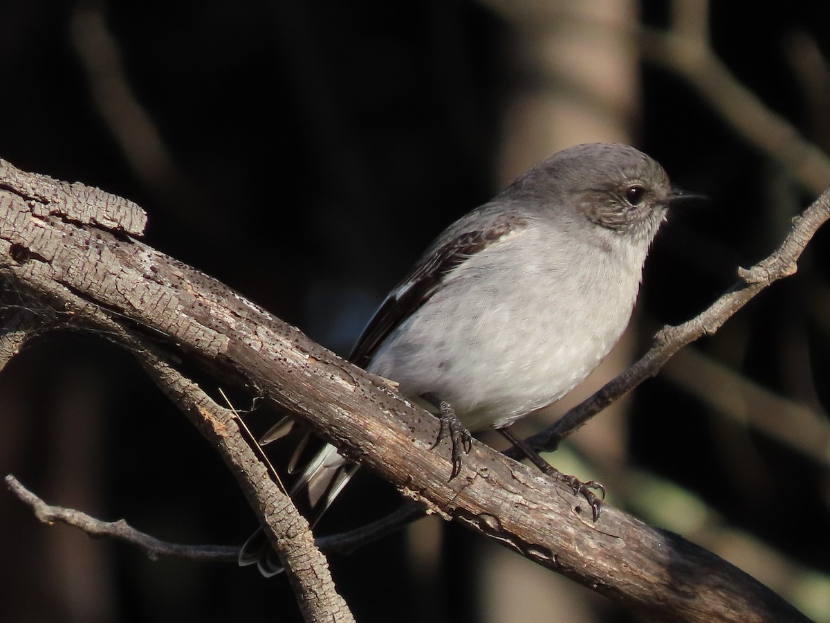 Hooded Robin - Sandra Henderson