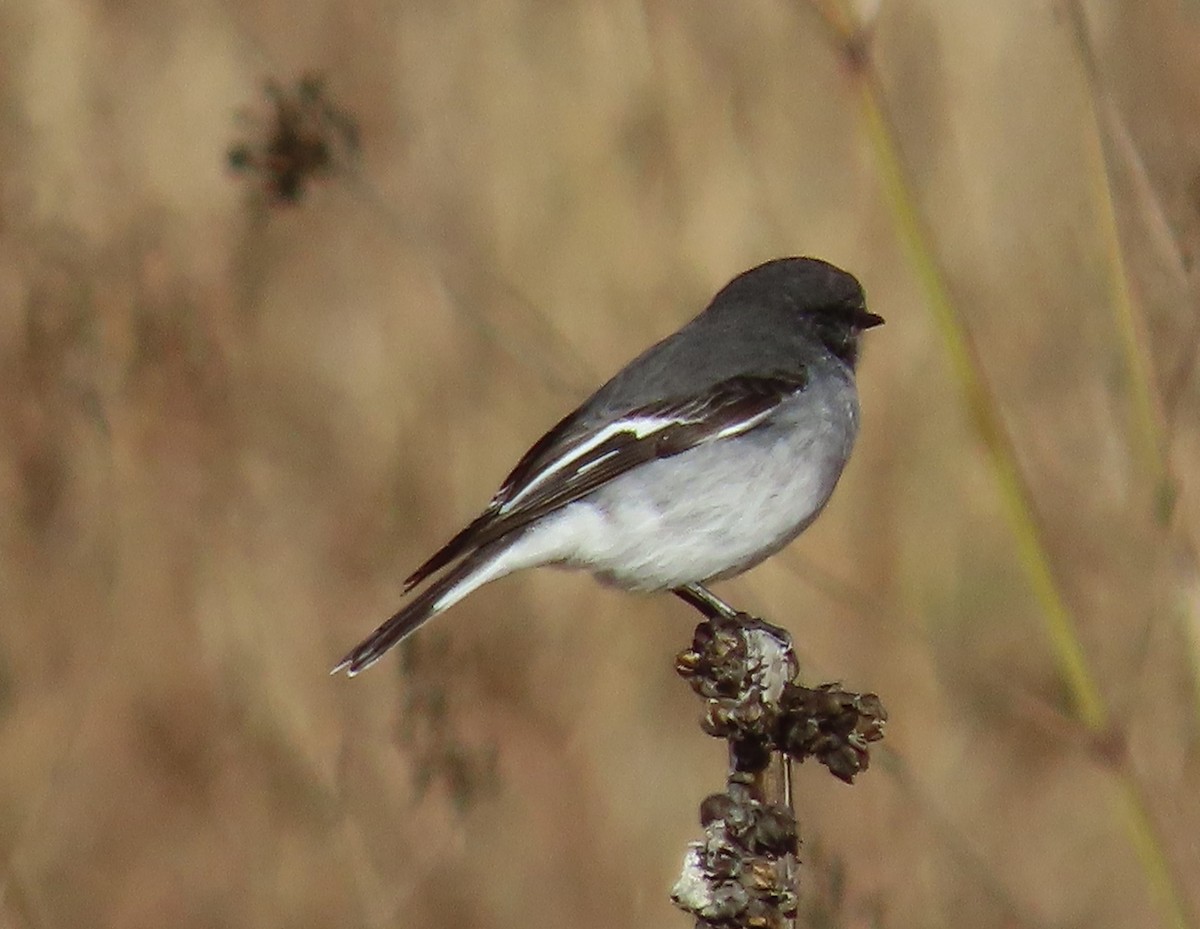 Hooded Robin - ML595905461