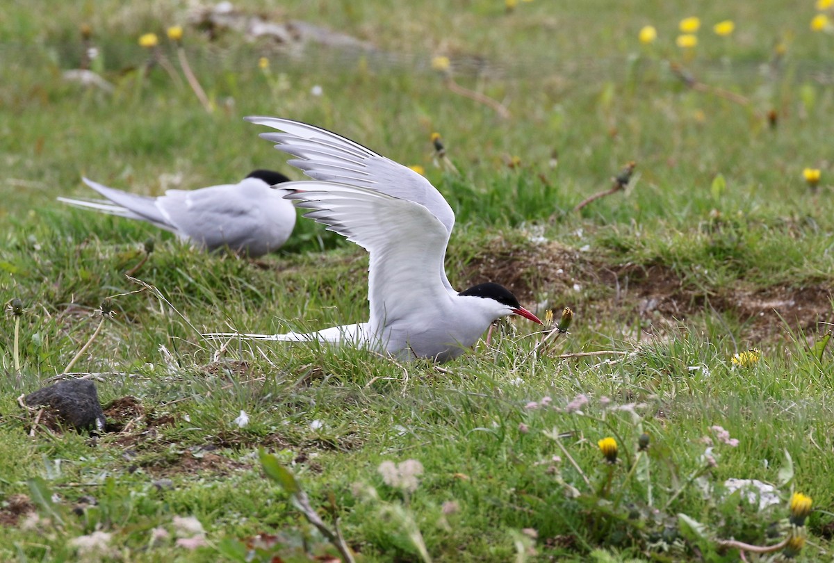 Arctic Tern - ML595905611