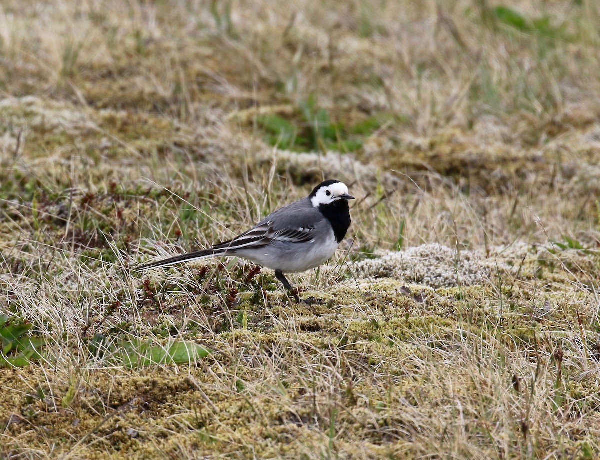 White Wagtail (White-faced) - ML595905931