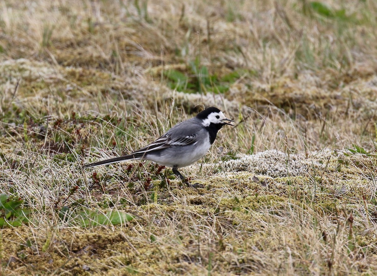White Wagtail (White-faced) - ML595905941
