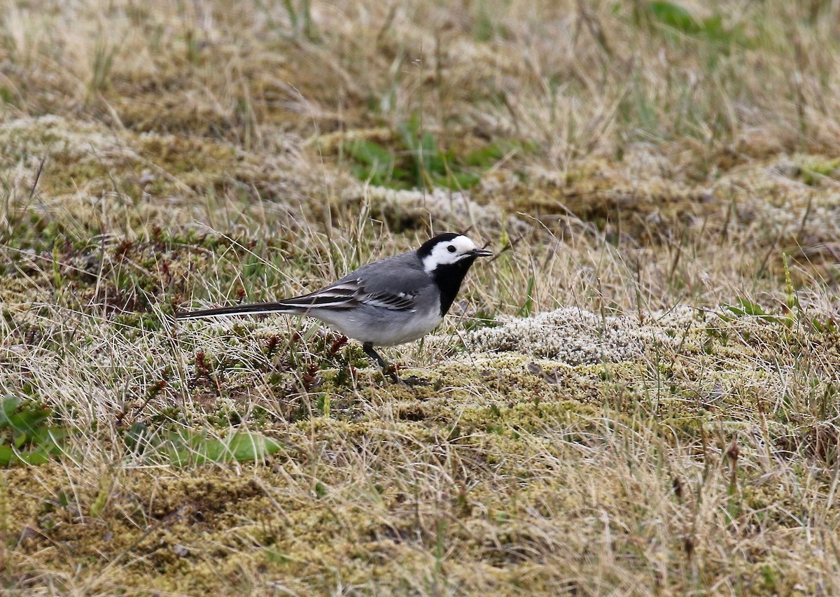 White Wagtail (White-faced) - ML595905951