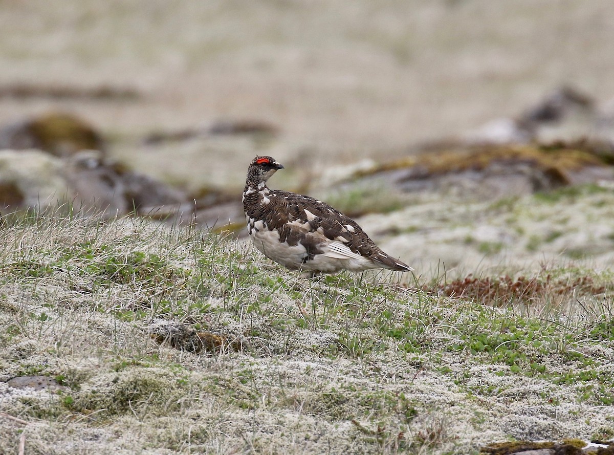 Rock Ptarmigan - ML595906321