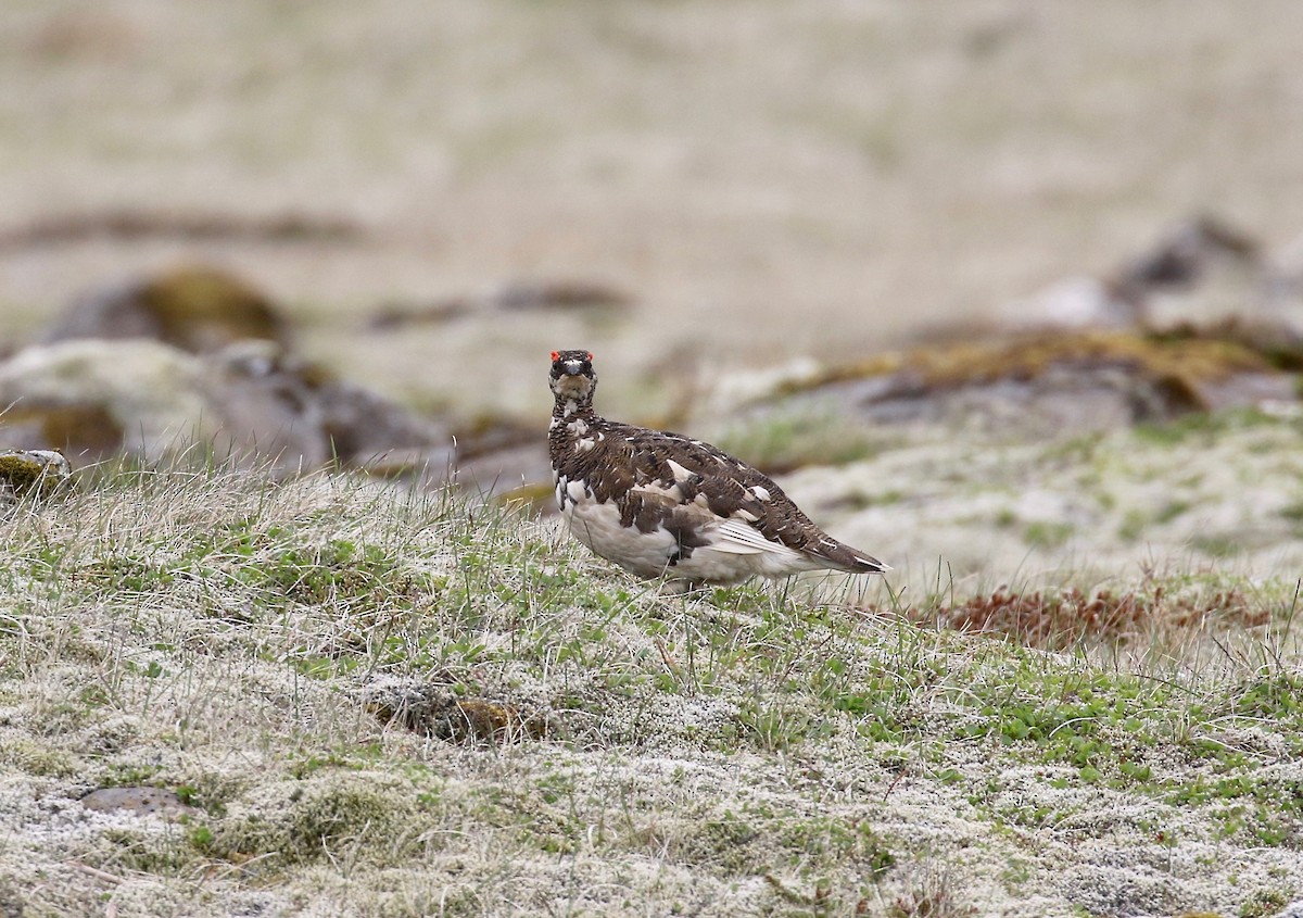 Rock Ptarmigan - ML595906341