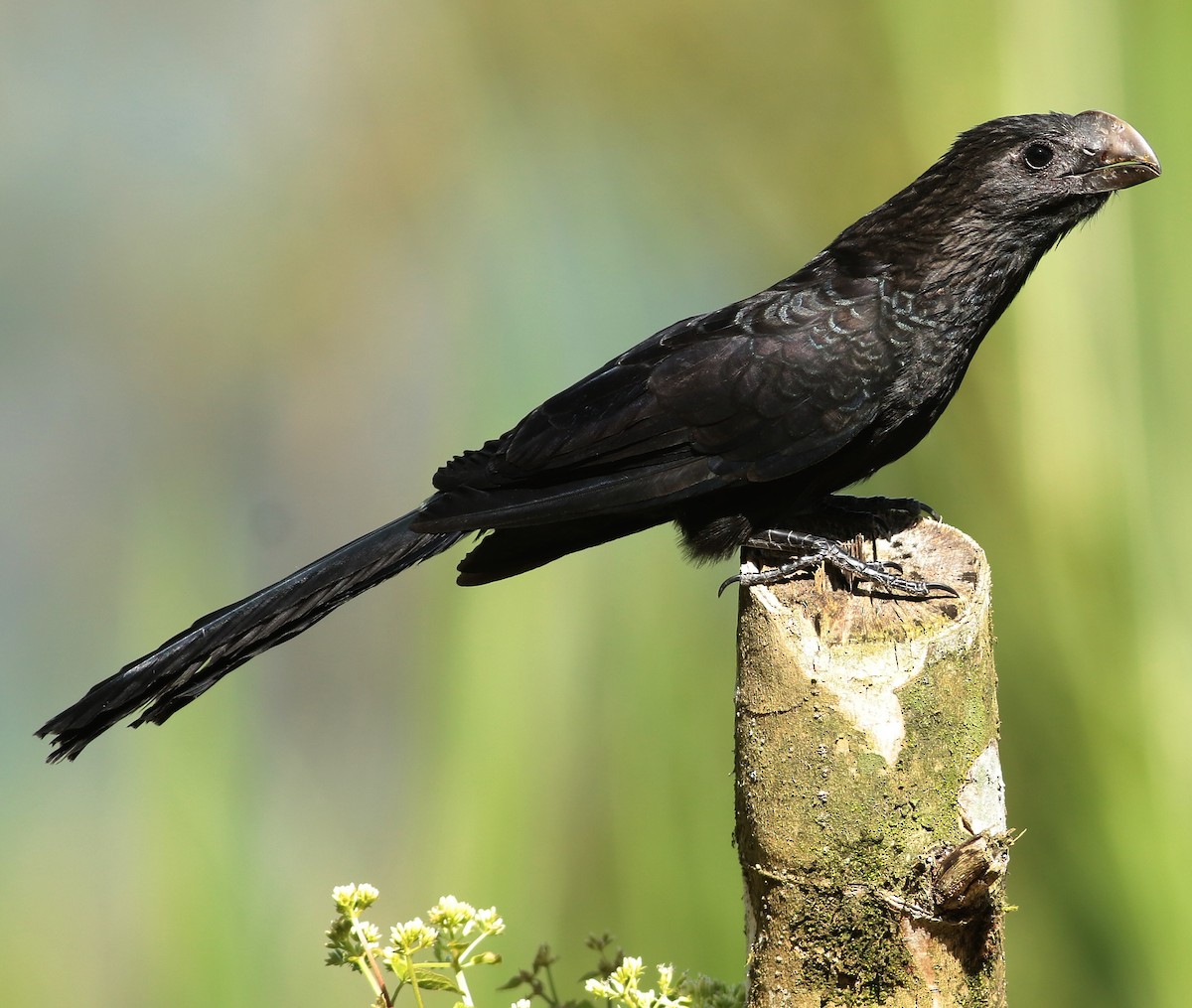 Smooth-billed Ani - ML595906551