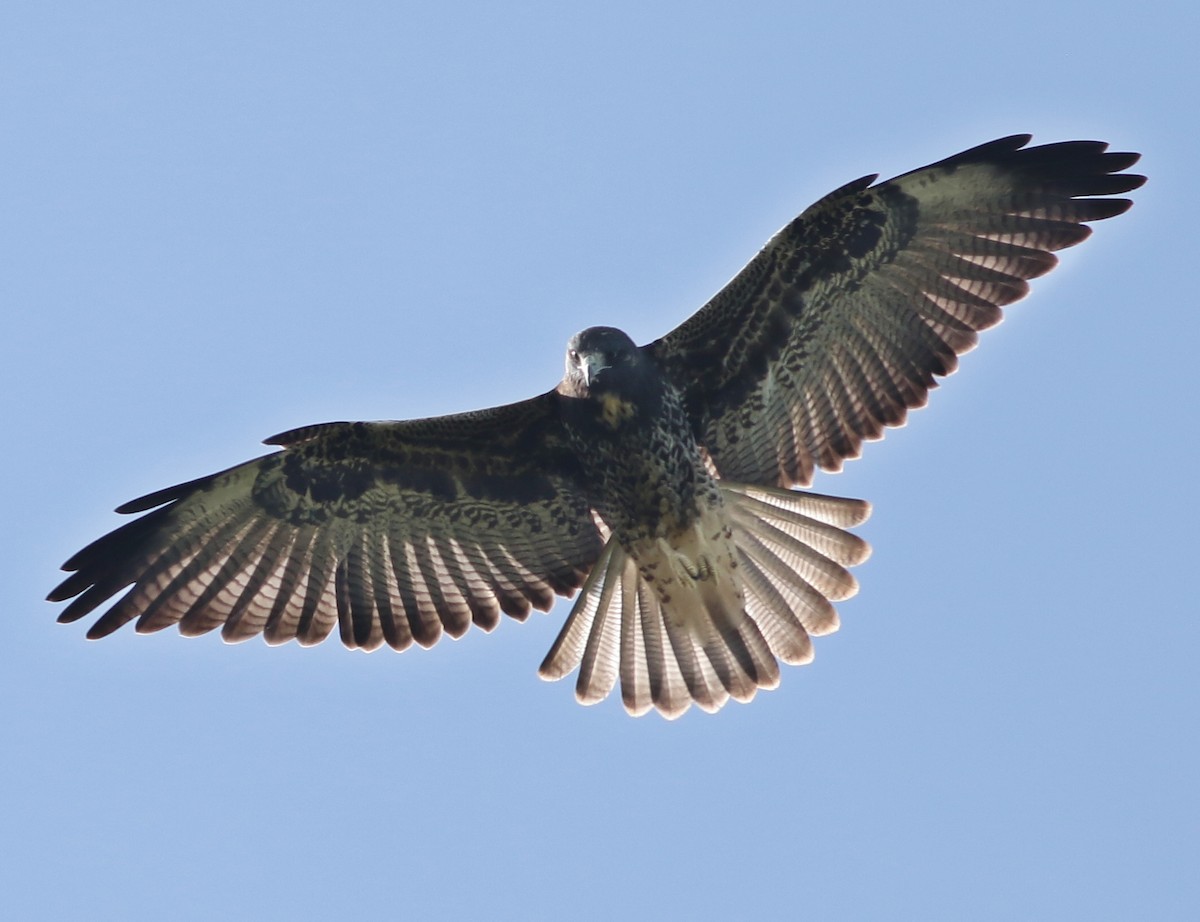 White-tailed Hawk - ML595906661