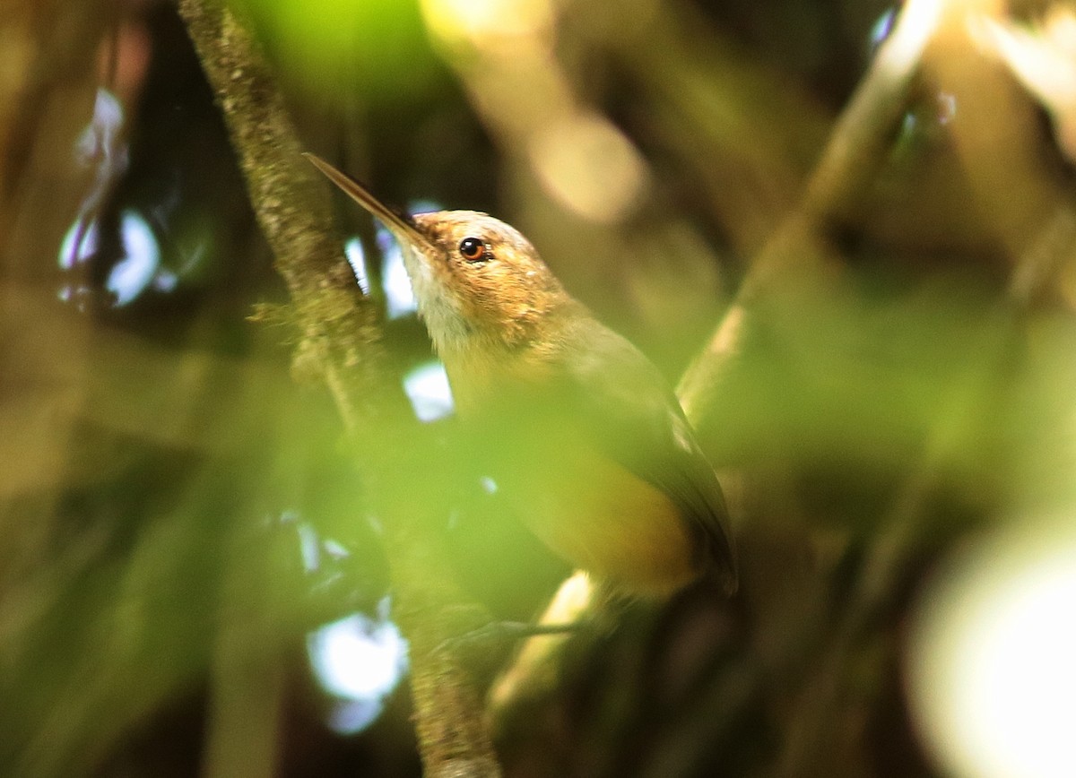 Long-billed Gnatwren - ML595906801