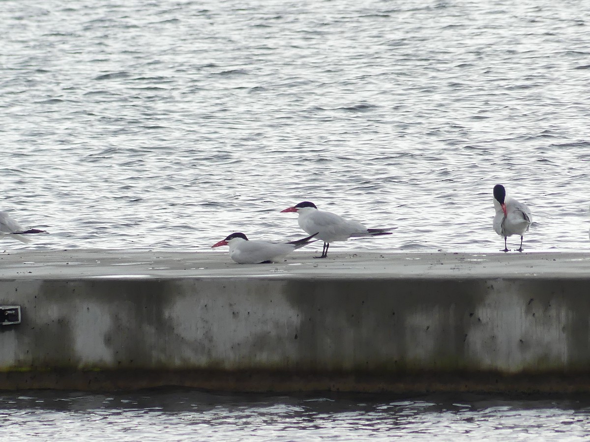 Caspian Tern - ML595906871