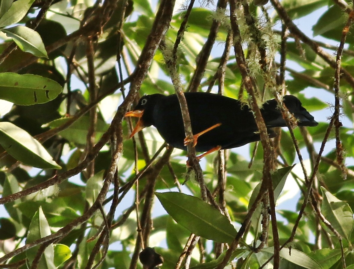 Pale-eyed Thrush - ML595906951