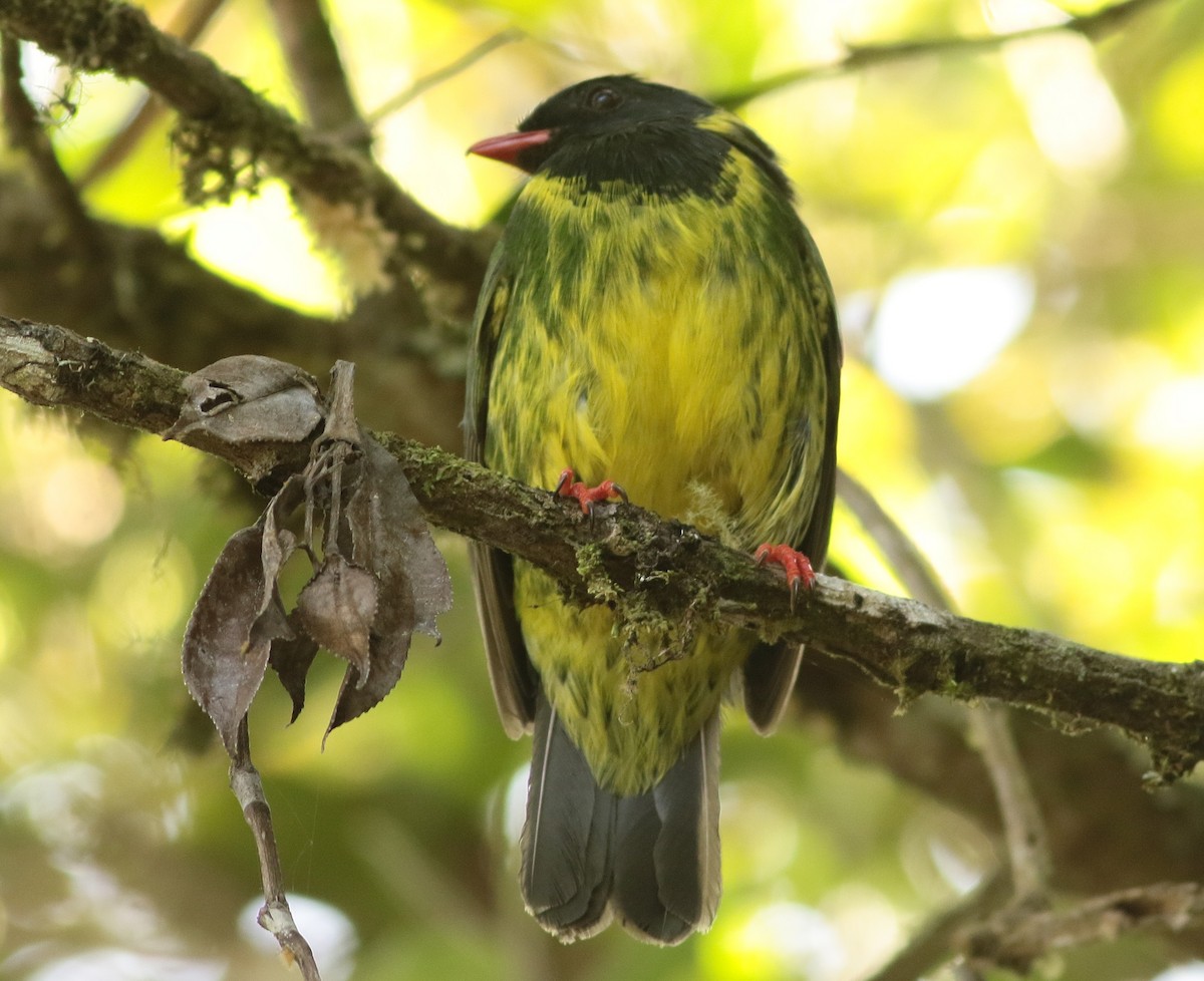 Green-and-black Fruiteater - ML595907741