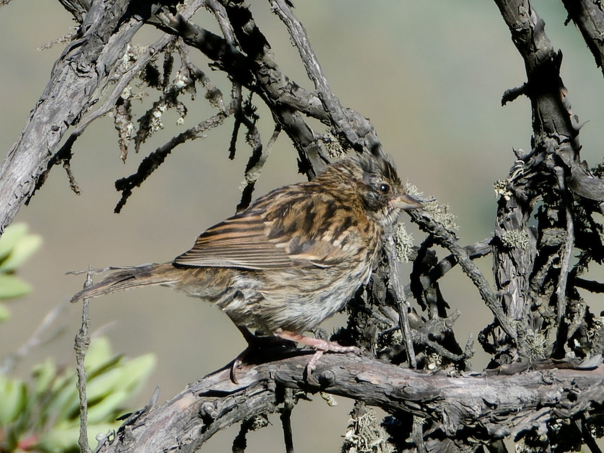 Rufous-collared Sparrow - ML595908721