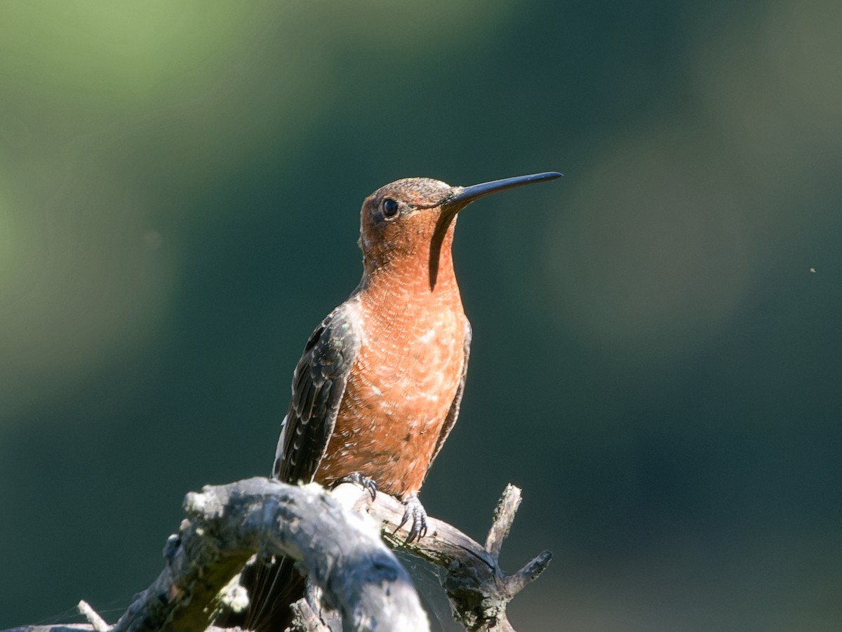 Giant Hummingbird - ML595908841