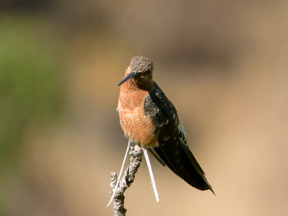 Giant Hummingbird - ML595908881