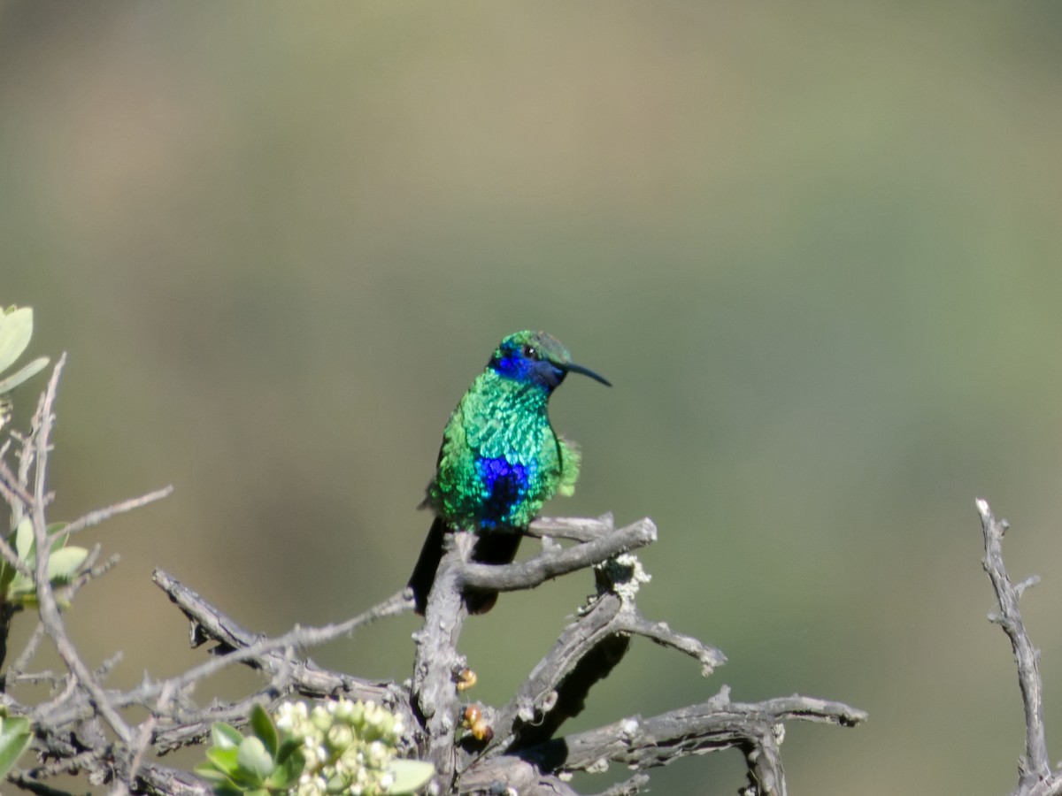 kolibřík modrolící - ML595908901