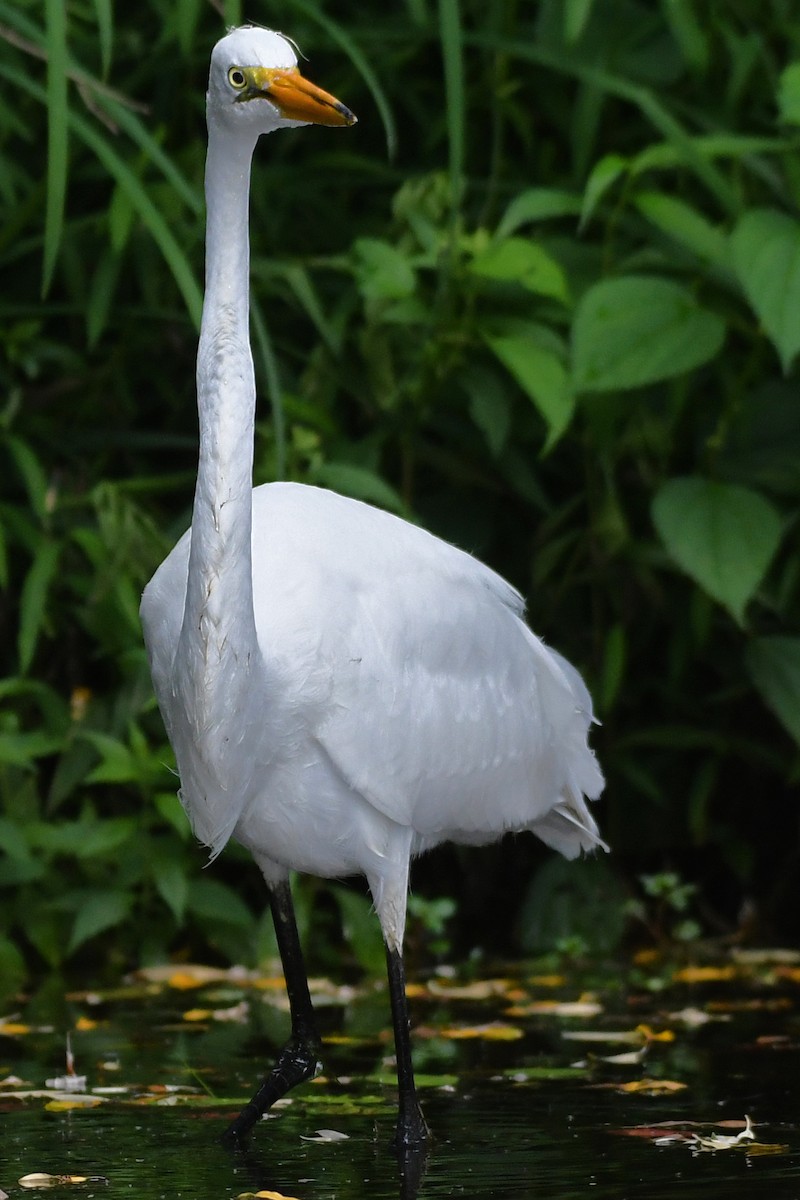 Great Egret - ML595909291