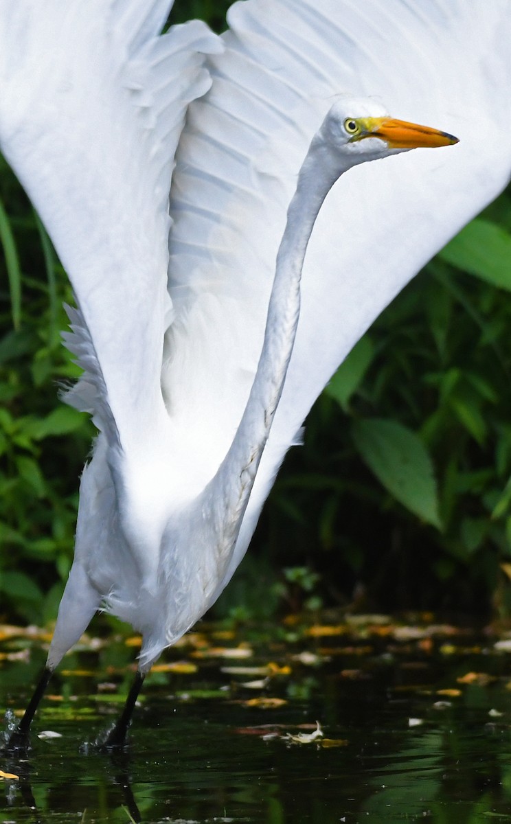 Great Egret - ML595909311