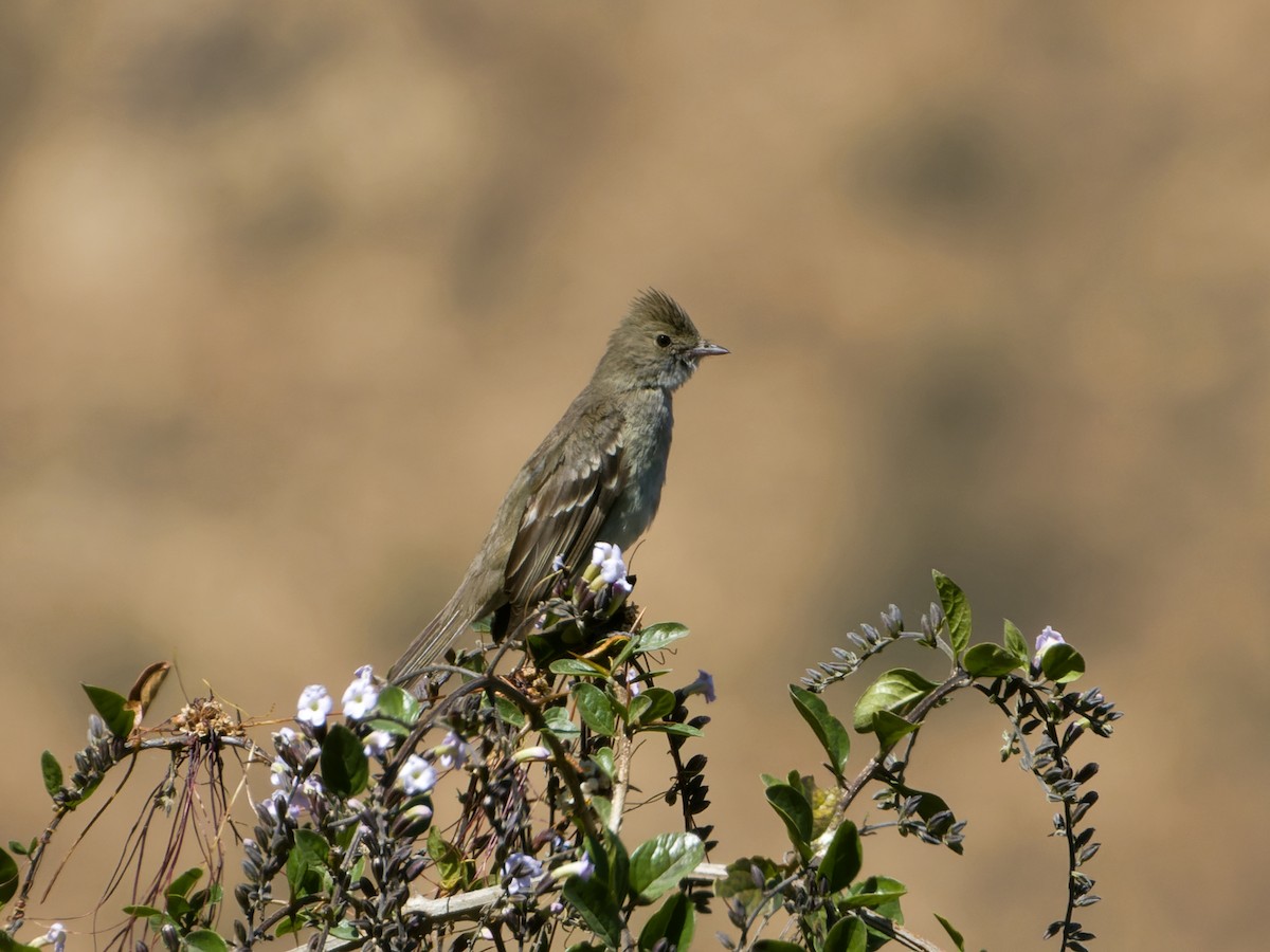 White-crested Elaenia - ML595909791