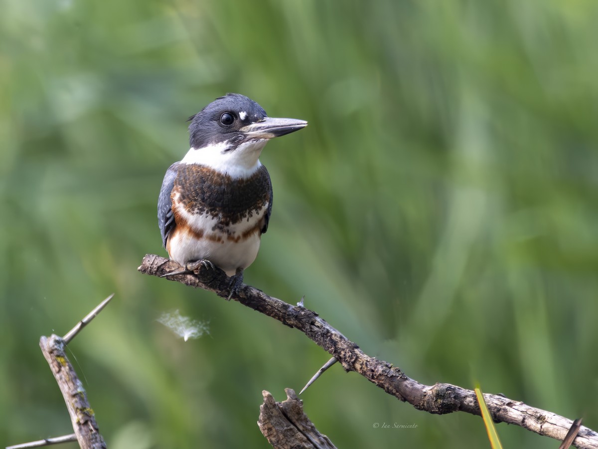 Belted Kingfisher - Ian Sarmiento