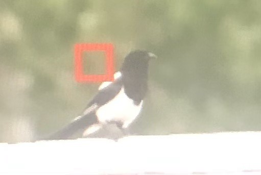 Black-billed Magpie - ML595910321