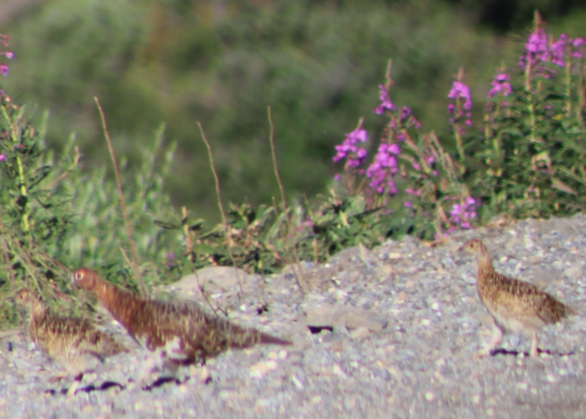 Willow Ptarmigan - ML595910381