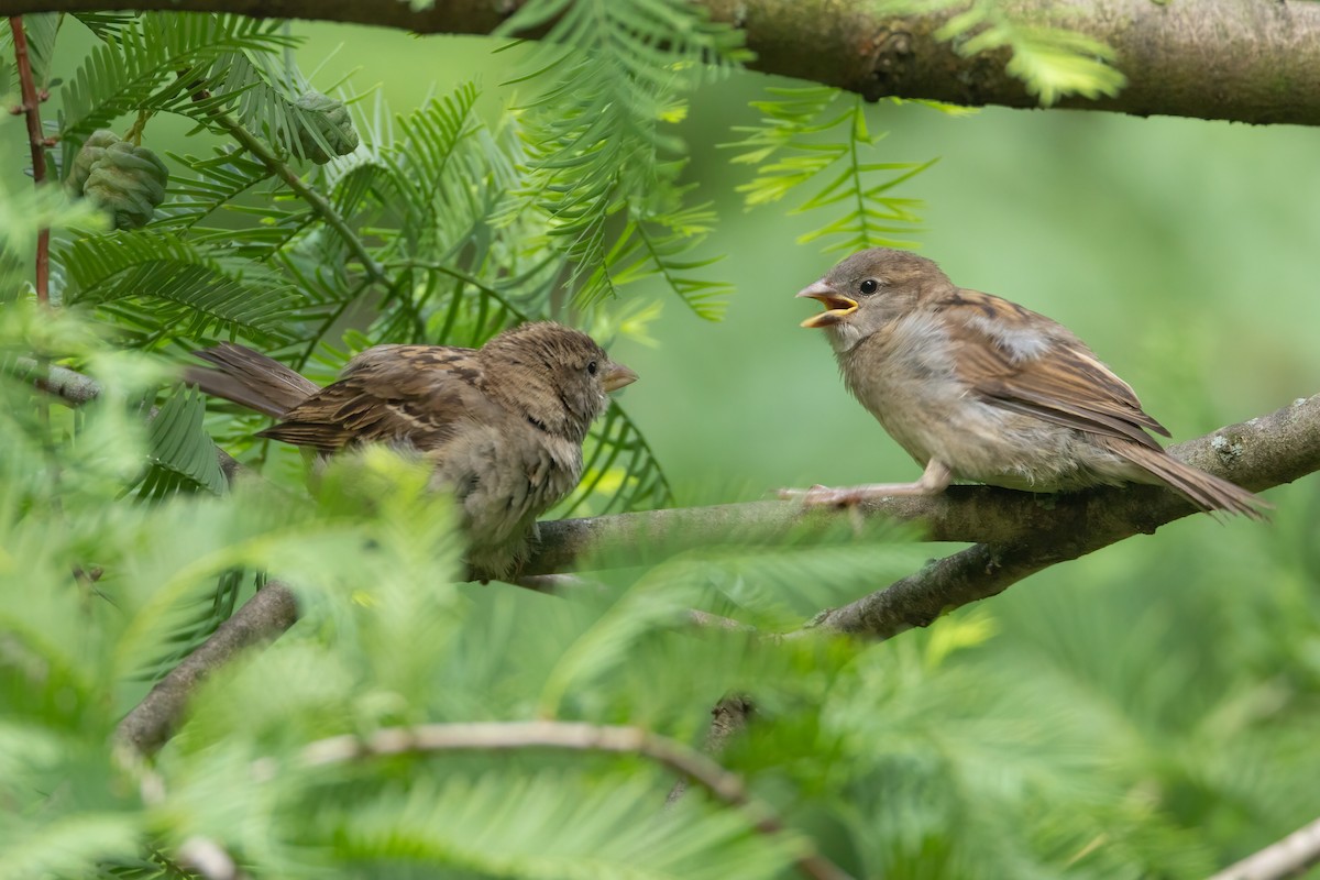 Moineau domestique - ML595910751