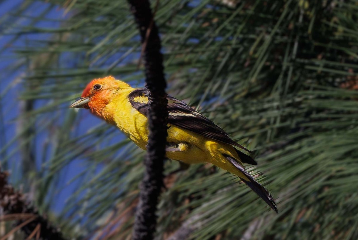 Western Tanager - ML595910871