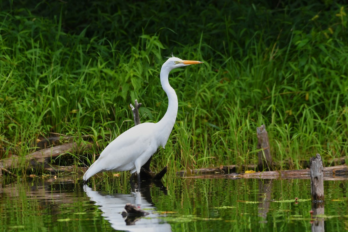 Great Egret - ML595912451