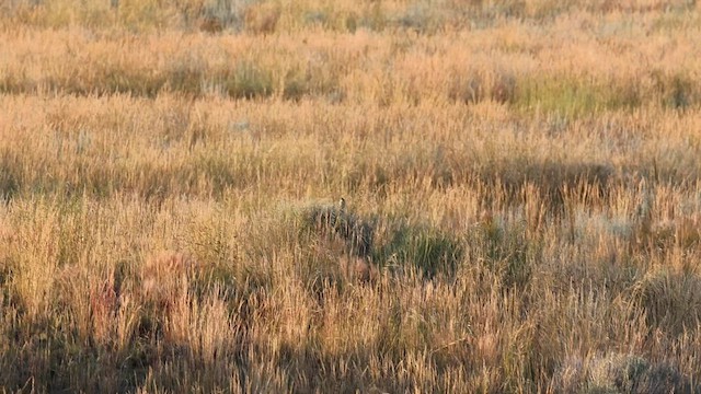 Baird's Sparrow - ML595912551