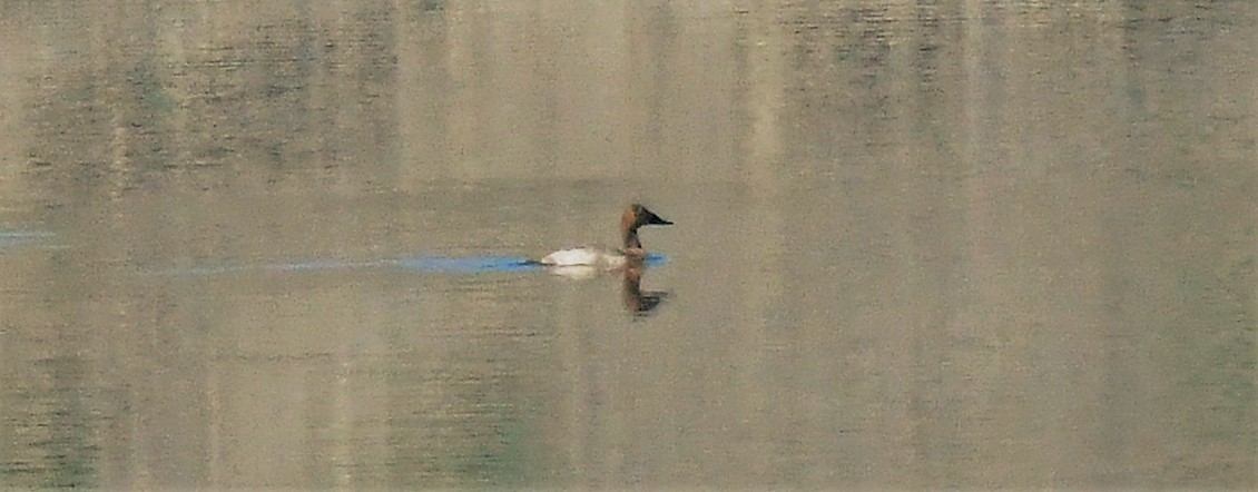 Canvasback - ML595913071