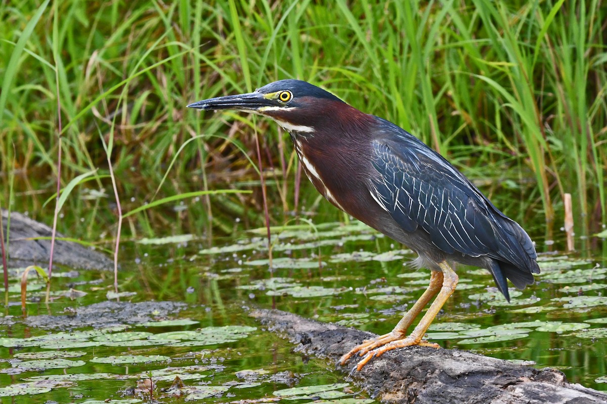 Green Heron - ML595913191