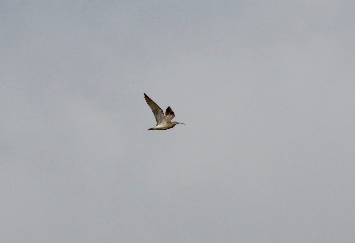 Whimbrel - Sandy Vorpahl