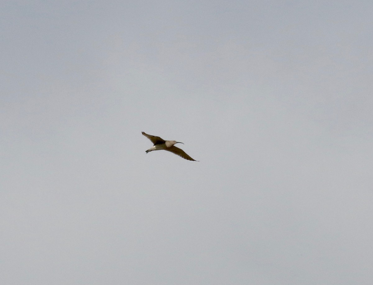 Whimbrel - Sandy Vorpahl