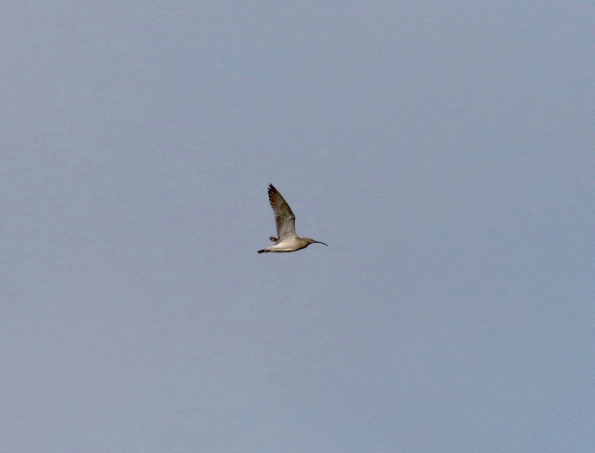 Whimbrel (White-rumped) - ML595914731