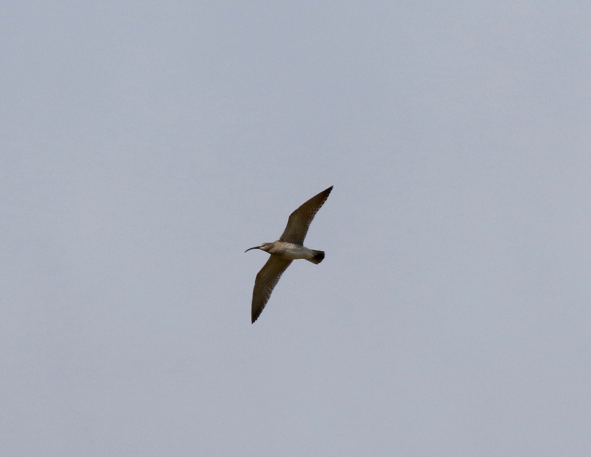 Whimbrel - ML595914751