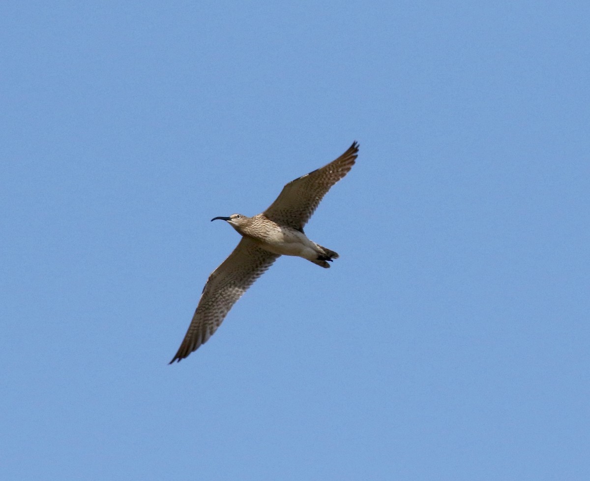 Whimbrel (White-rumped) - ML595914761